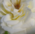 Alb - Trandafiri miniatur - pitici - Bianco